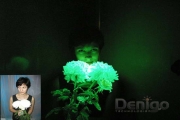 Дениго Denigo Живые цветы светящиеся в темноте